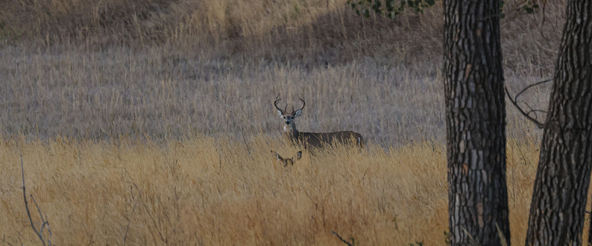 deer standing in tall grass