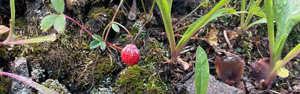 wild strawberry surrounded by moss