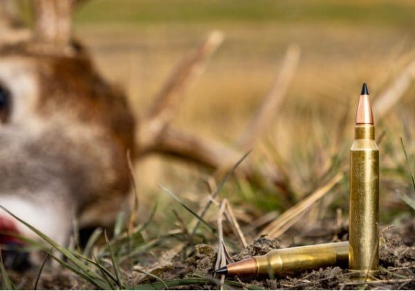 Remington cartridge standing on the ground in front of a dead deer