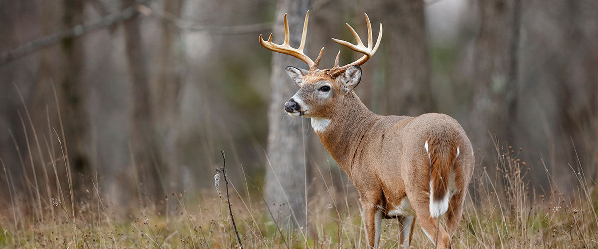 male deer standing in the grass