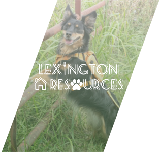 Lexington Resources