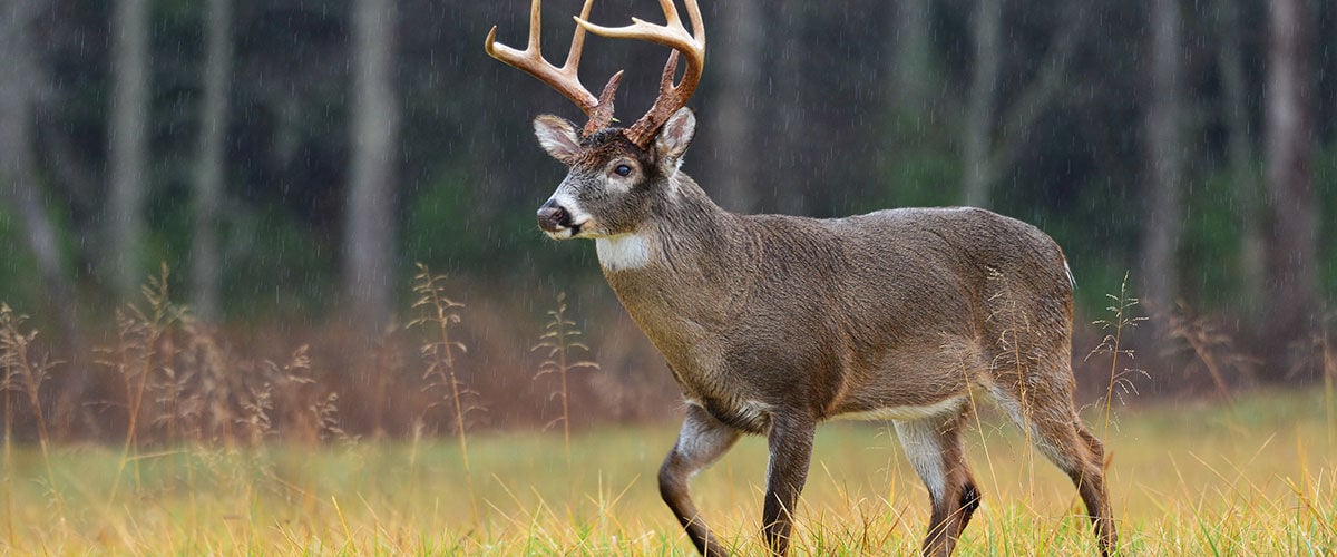 Deer walking in grass