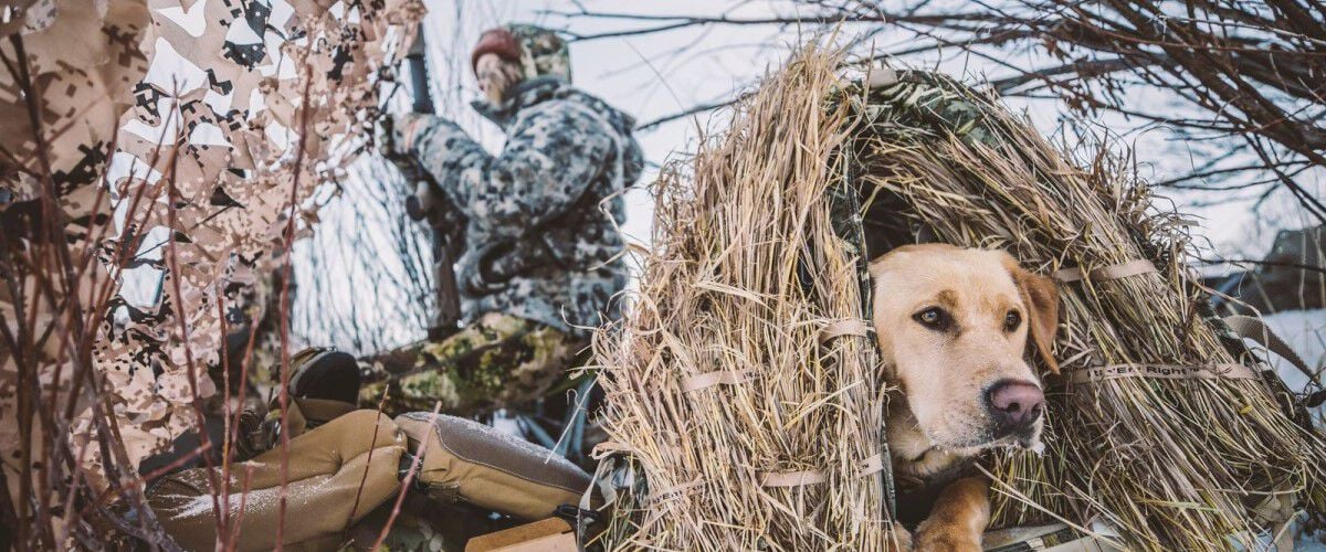 dog laying in a blind in the snow with a hunter in the background holding a shotgun