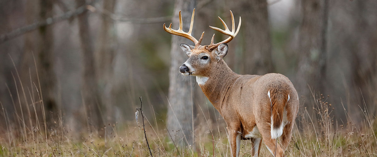 Deer standing in the grass