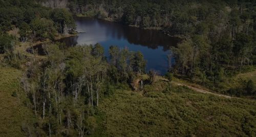 a pond surrounding by trees