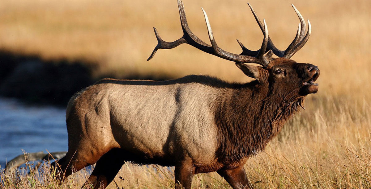 Elk Standing 