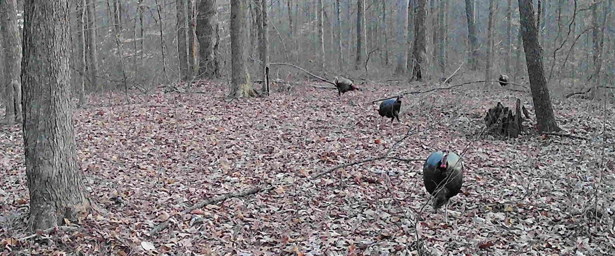 turkey in a wooded area