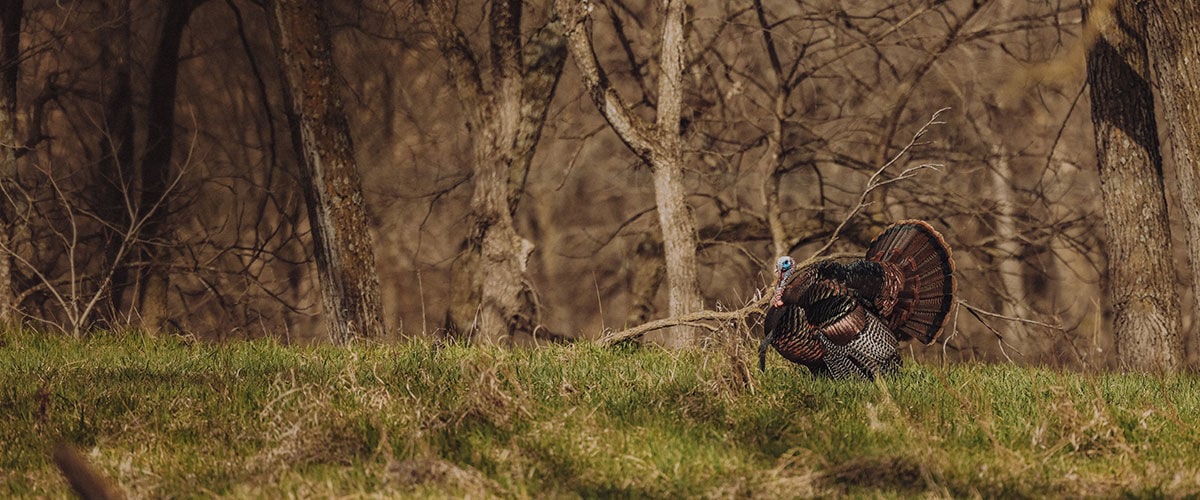 turkey in front of a wooded area