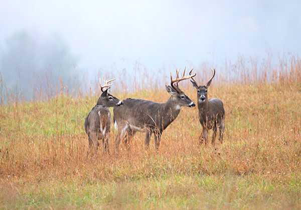 deer