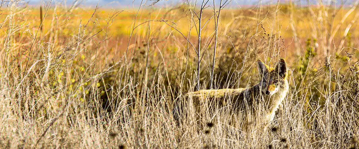 coyote standing in tall grass