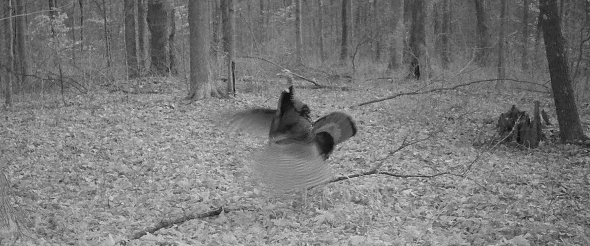 turkey jumping into the air