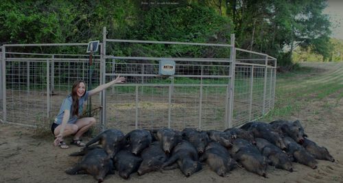 Aly kneeling beside a bunch of dead hogs