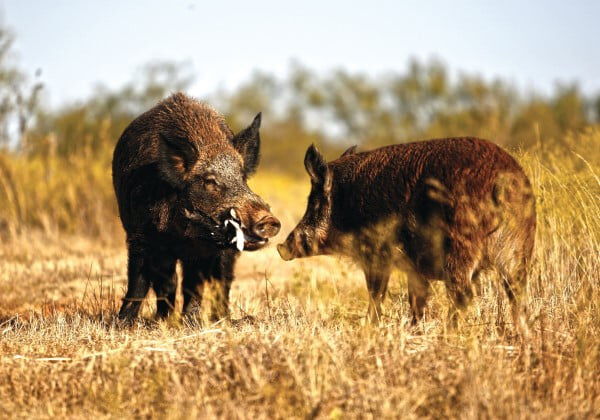 two hogs standing in dried grass