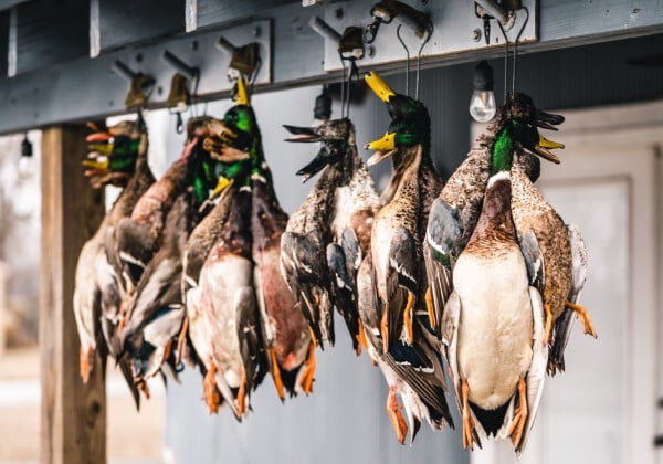 dead ducks hanging from hooks