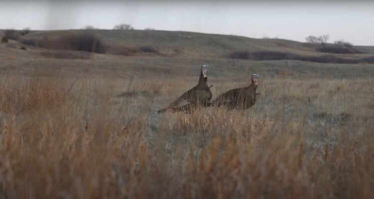 two turkeys standing in a field