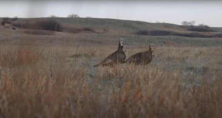 two turkeys standing in a field