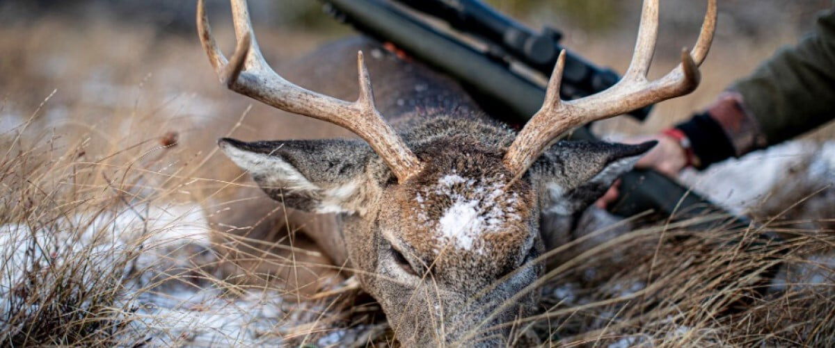 dead deer with a hunter laying a rifle on its back