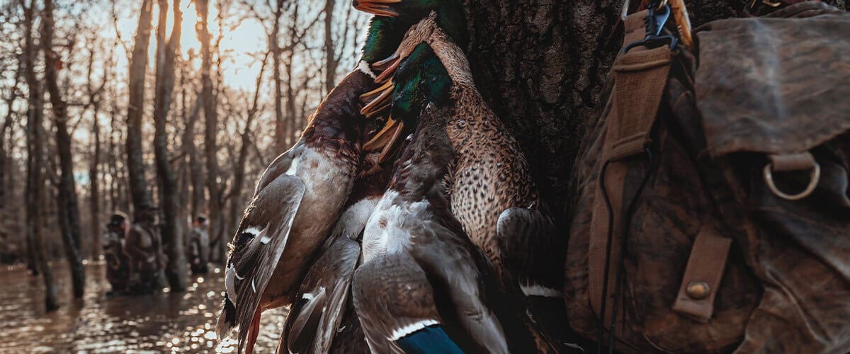 dead ducks hanging from a hunter side
