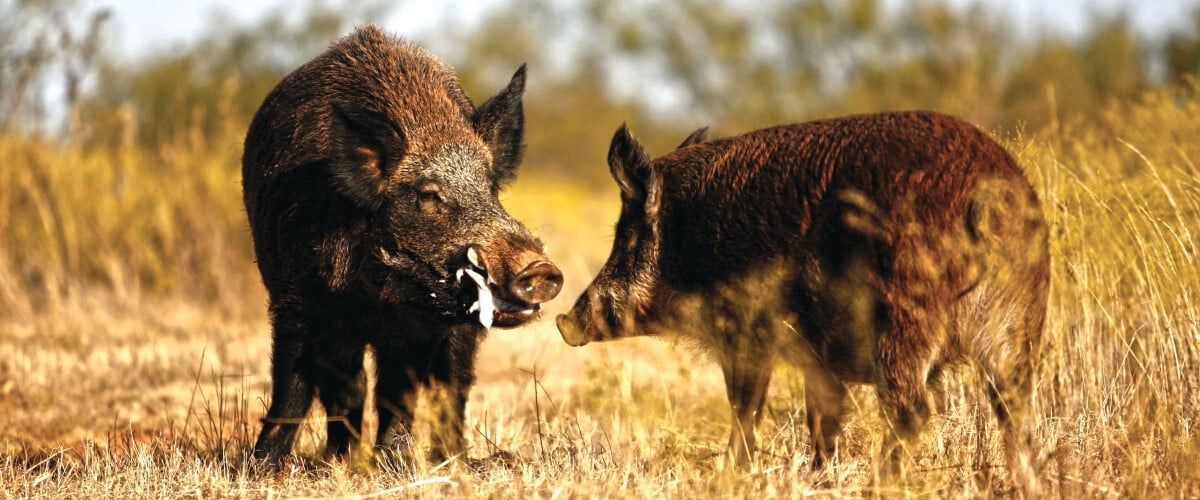 two hogs looking at each other in a grassy field