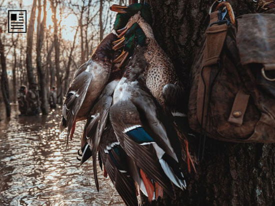 dead ducks hanging from a hunter side