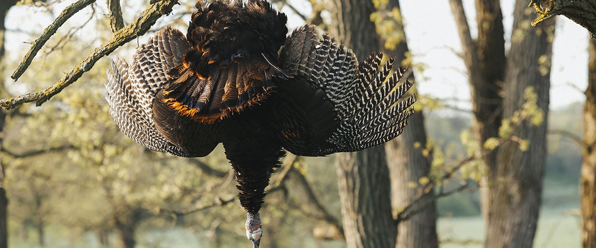 turkey hanging in a tree
