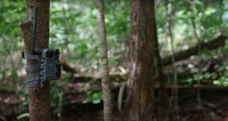 trail camera on a tree 
