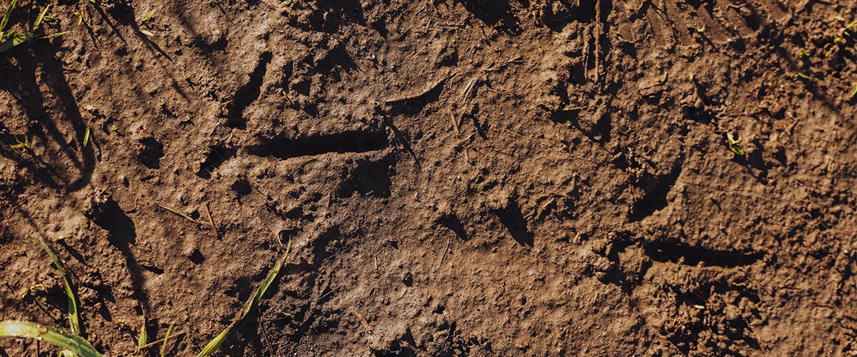 turkey tracks in the mud