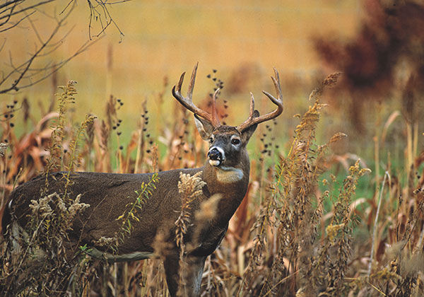 buck standing in tall grass