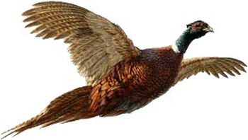 Pheasant flying