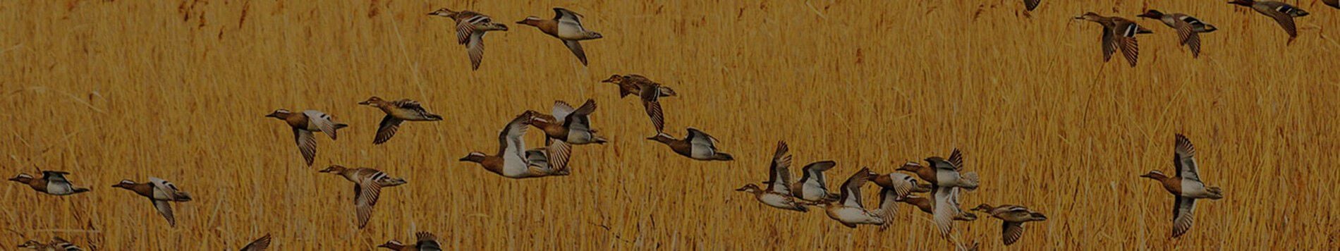 Waterfowl Flying