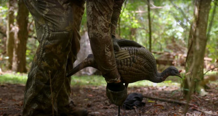 hunter placing down a turkey decoy