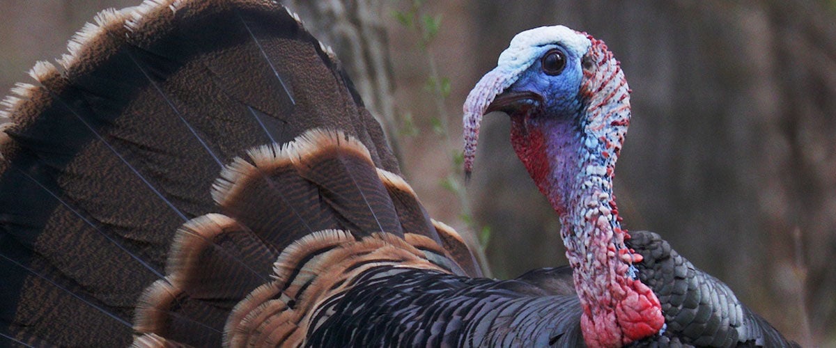 turkey