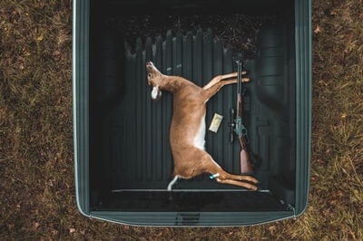 dead deer in the bed of a pickup with a lever action rifle and a box or Core-Lokt 360 Buckhammer