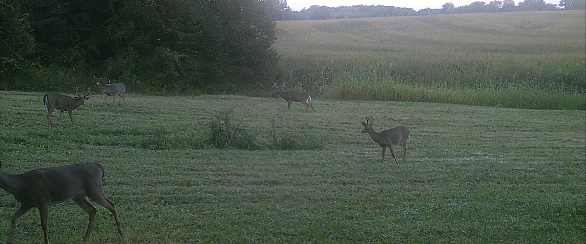 bucks walking through a grassy field