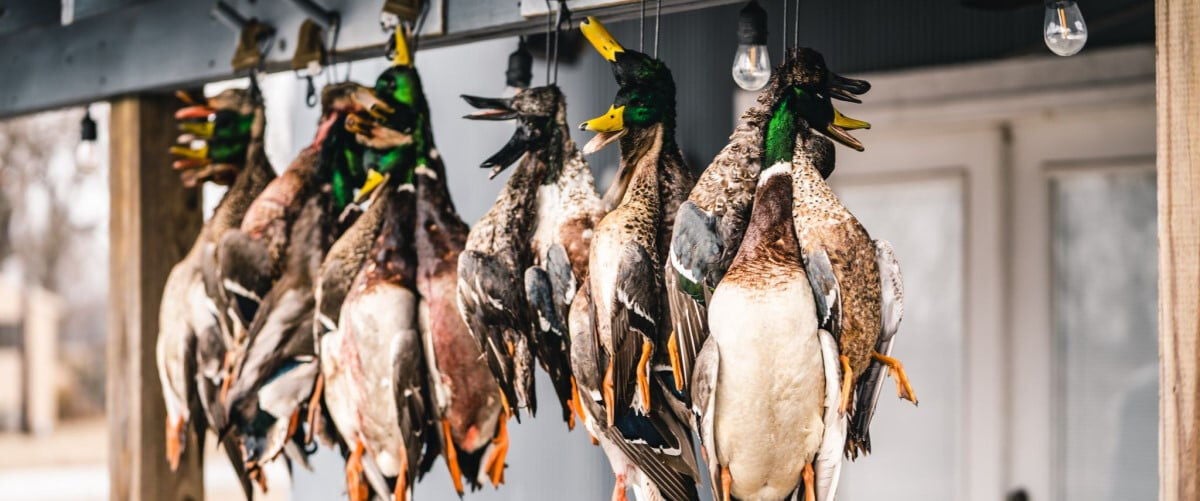 dead ducks hanging from hooks