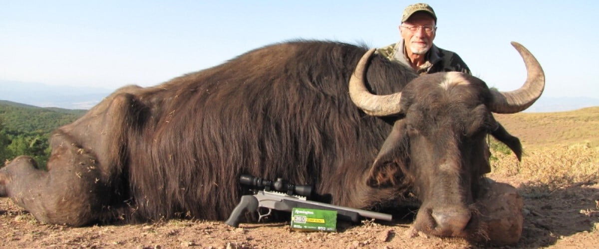 hunter sitting behind a dead bull with a rifle and box of Core-Lokt 360 Buckhammer