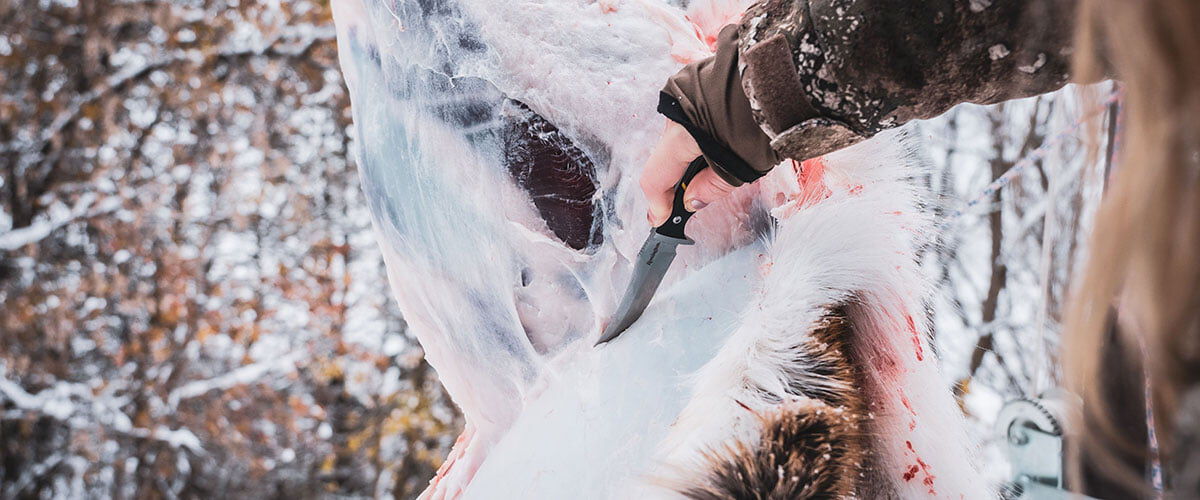 Deer being skinned