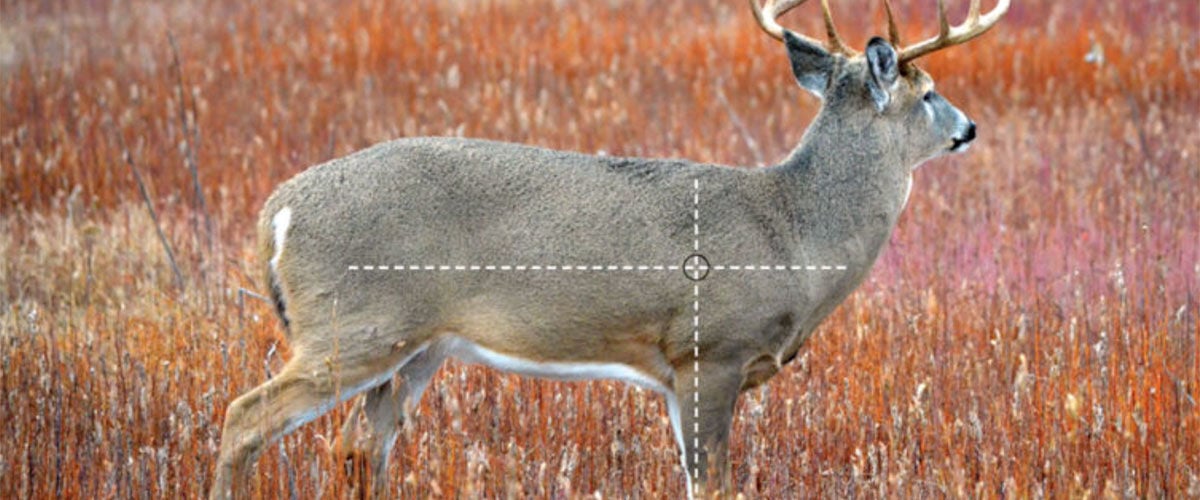 deer with a dotted target overlay