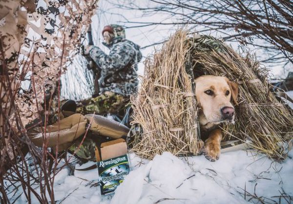 dog laying in a blind in the snow with a hunter in the background holding a shotgun