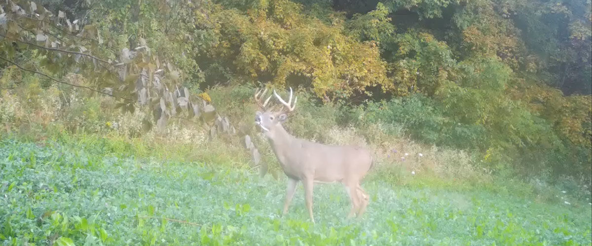 buck calling in front of trees