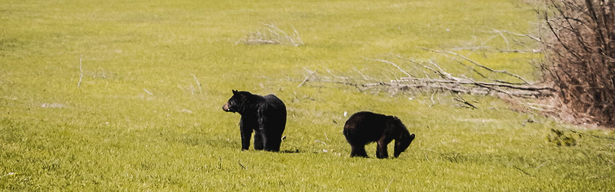 black bears standing on a field of grass