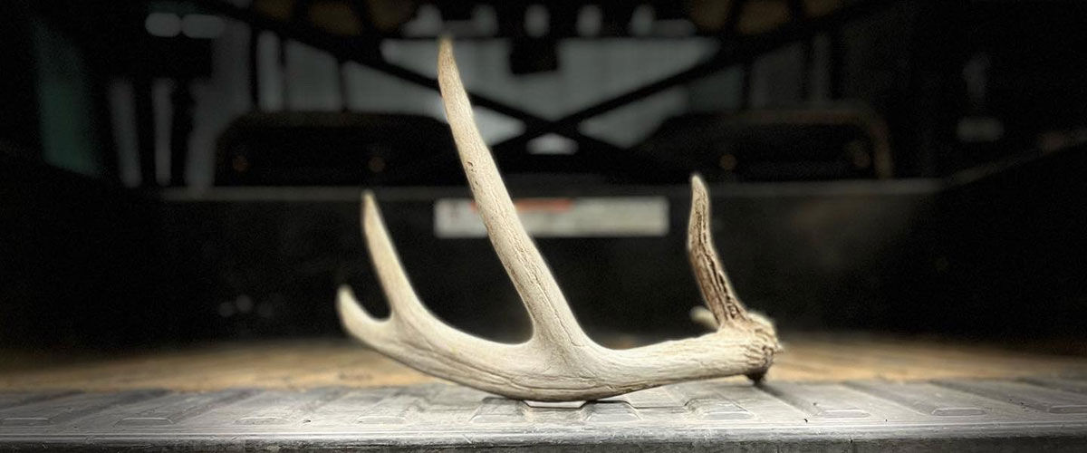 deer shed on a tailgate