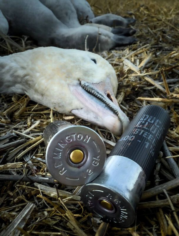 Duck Club Steel, 12 Gauge, 2 Shot, 3 in, 1 1/4 oz, 1400 fps