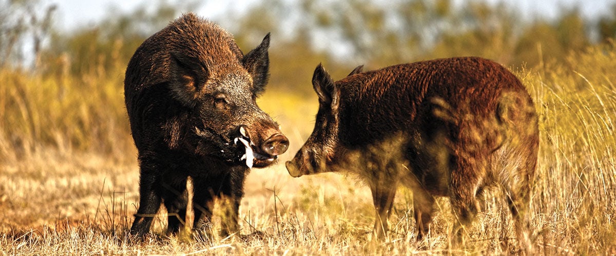 two wild boars