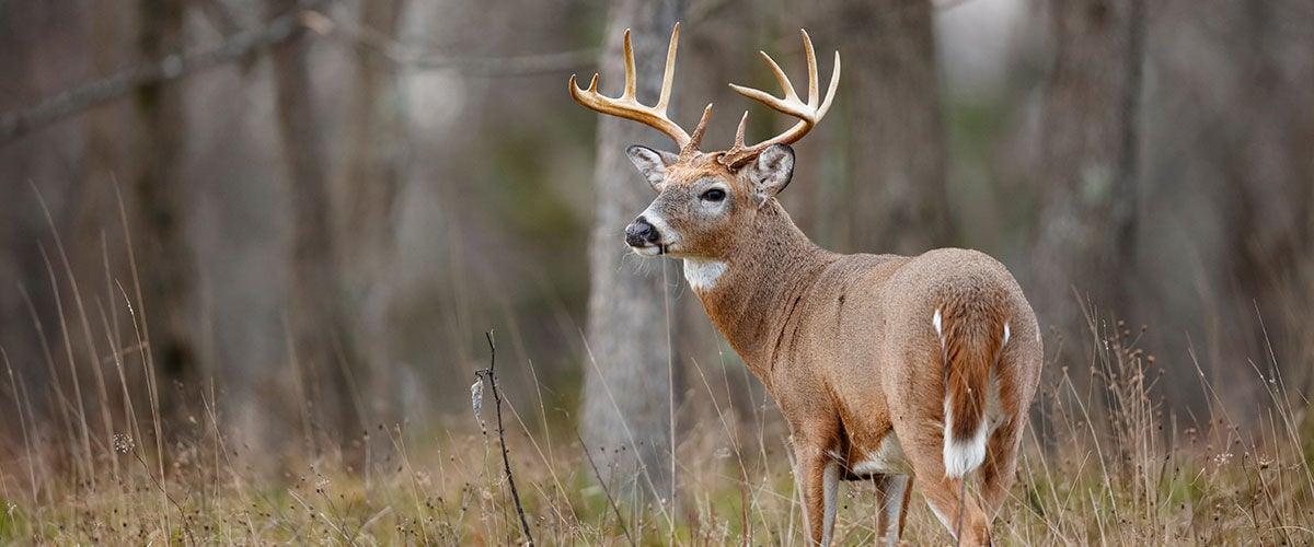male deer standing in the grass