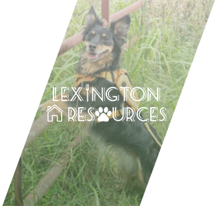 Lexington Resources