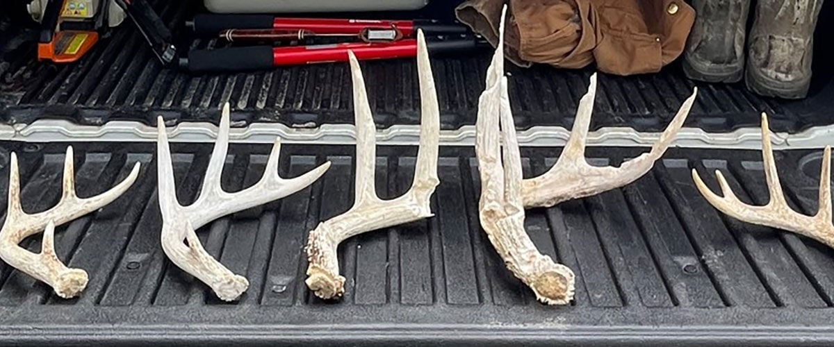Deer sheds on a pickup tailgate