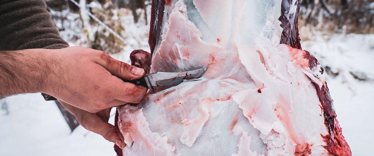 hunter field dressing a deer in the snow