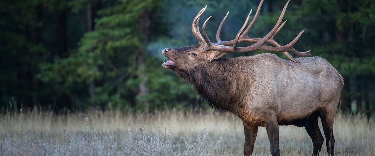 bleating elk