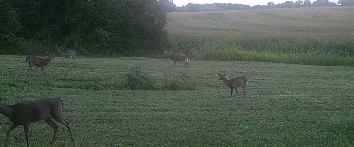 bucks walking through a grassy field